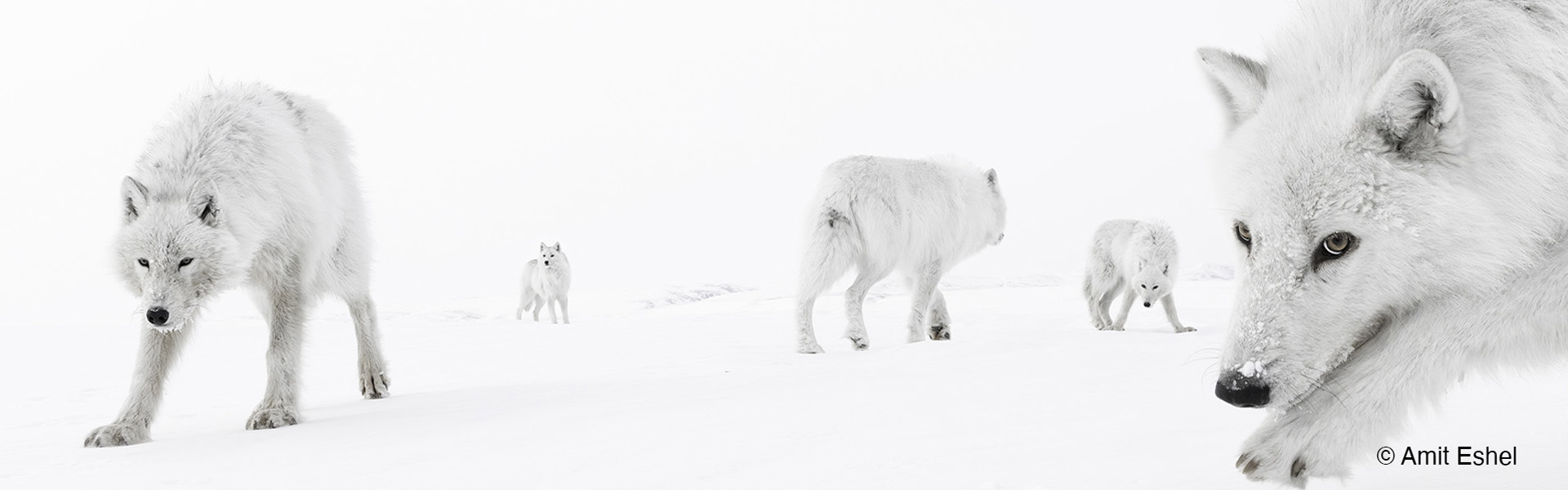 Amit_Eshel_B1_Inside_The_Pack copia.jpg